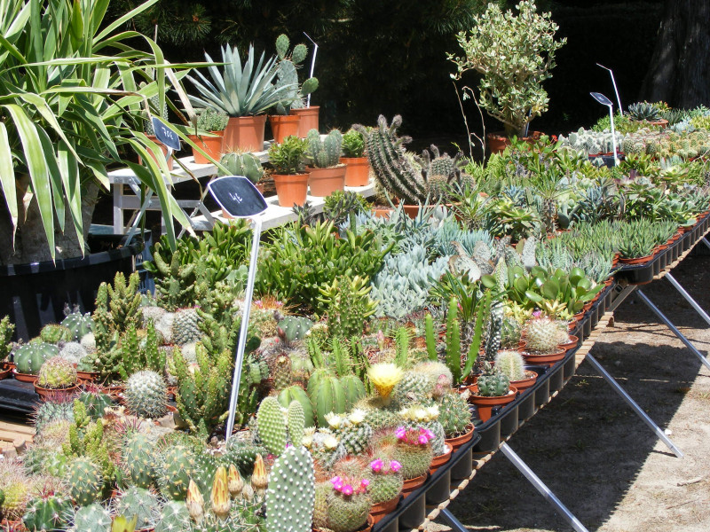 Fête des plantes