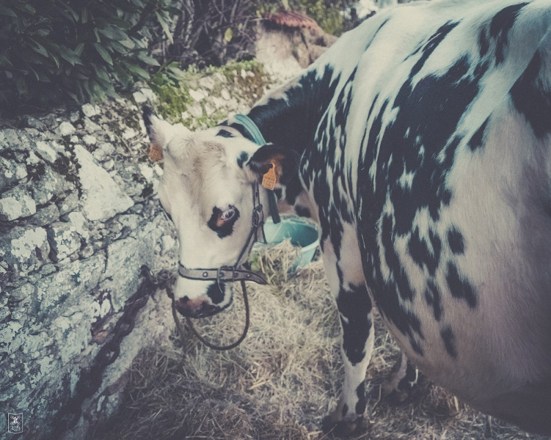 piebald fair tradition stalls livestock farm animals local products