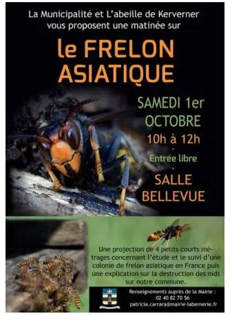 frelons-39066