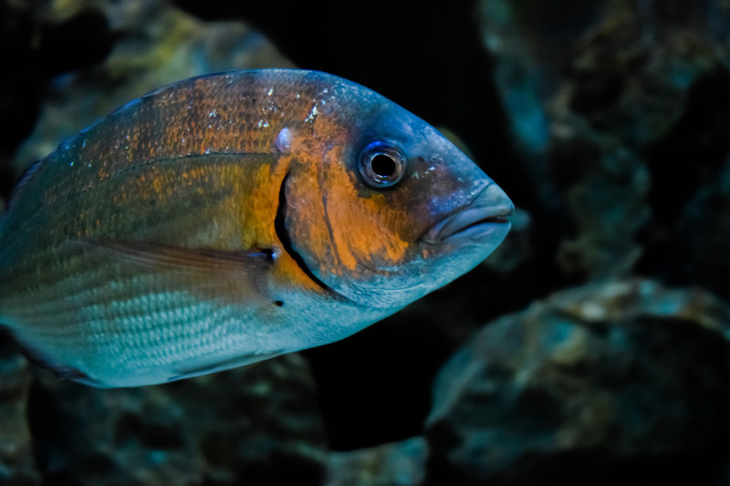 Concours de pêche à la daurade
