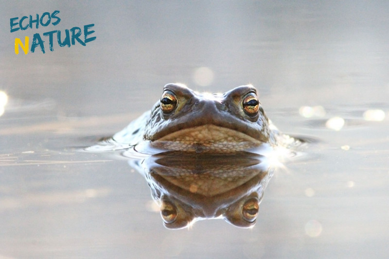 Les p'tites bêtes de l'eau