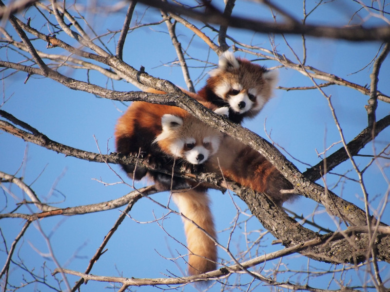 grimper dans les arbres grimpe d'arbre