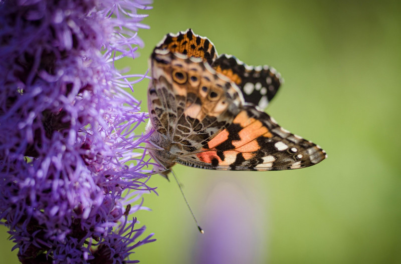 Insectes, p'tites bêtes et compagnie