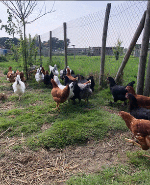 J'ACCUEILLE DES POULES A LA MAISON PORNIC