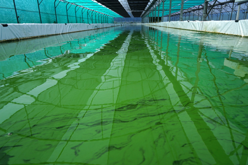 La cabane à spiruline