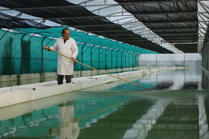 La Cabane à Spiruline