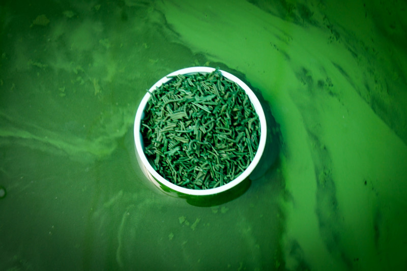 La fête de la spiruline