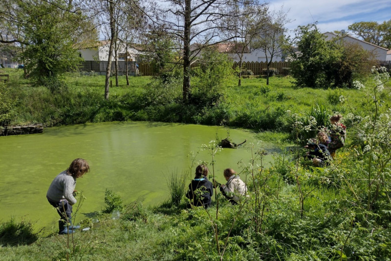 Sortie nature, Animations Saint-Michel-Chef-Chef, Mare