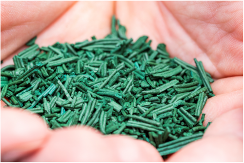 La spiruline de Retz