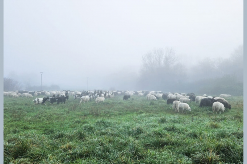 La transhumance se prépare à Pornic brebis moutons Préfailles patou Destination Pornic