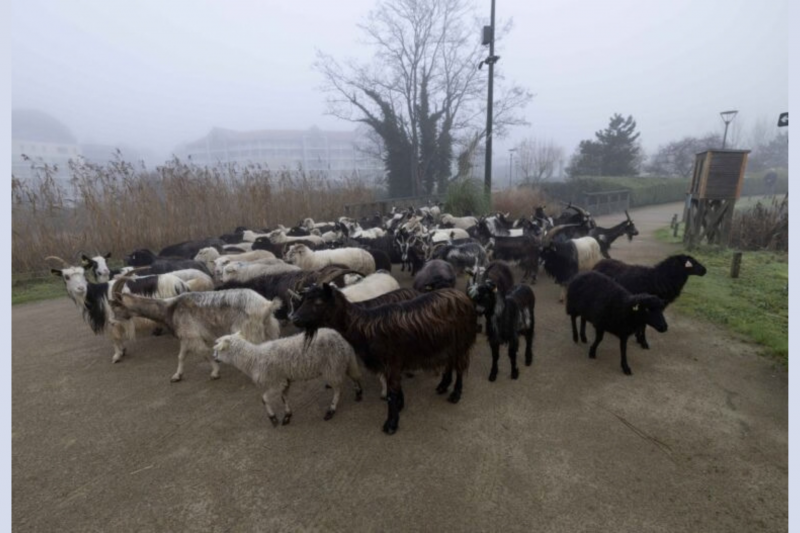 La transhumance se prépare à Pornic brebis moutons Préfailles patou Destination Pornic