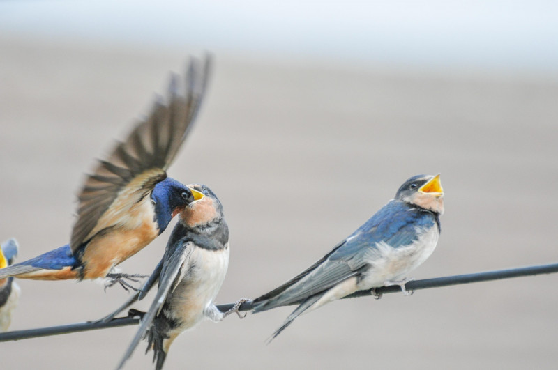 Le retour des oiseaux du printemps