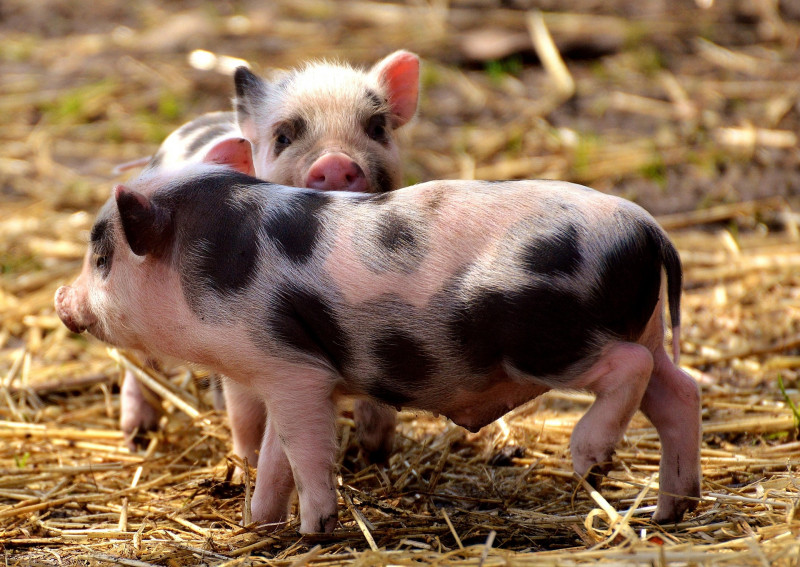 Lecture de contes pour les petits - Les 3 petits cochons