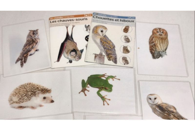 Les animaux de la nuit