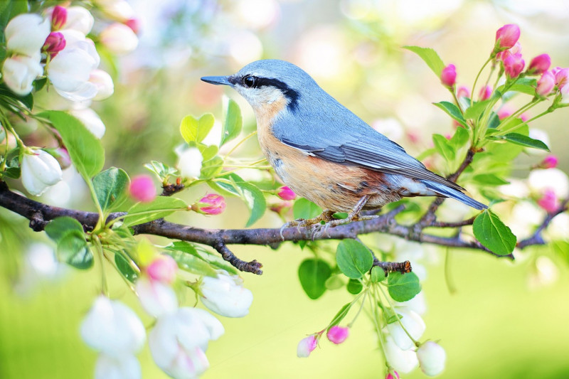 Les oiseaux des bourgs chauvé