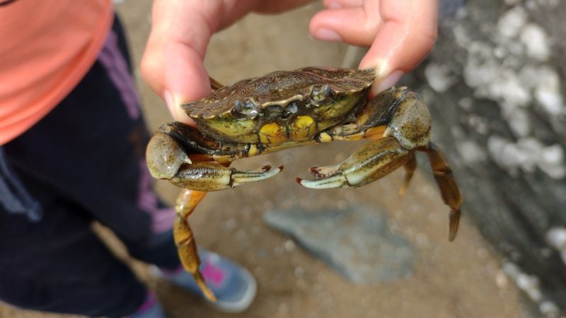 Les petites bêtes des rochers Pornic