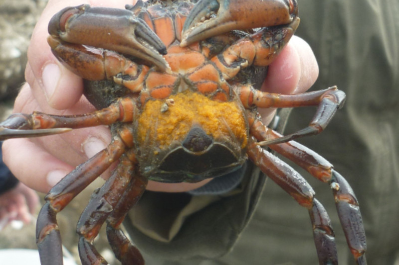 Crabe femelle