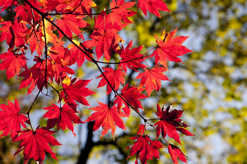 Marché d'automne artisanal maison citoyenne sainte pazanne
