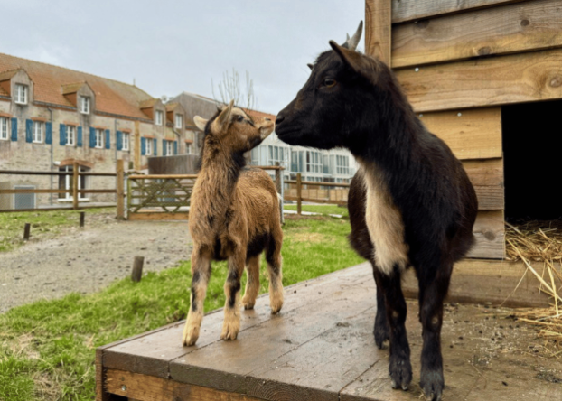 Marché de Noël à l'Éco Domaine Pornic petite ferme permaculture