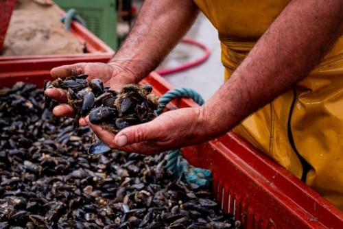 MOULES BAUDET