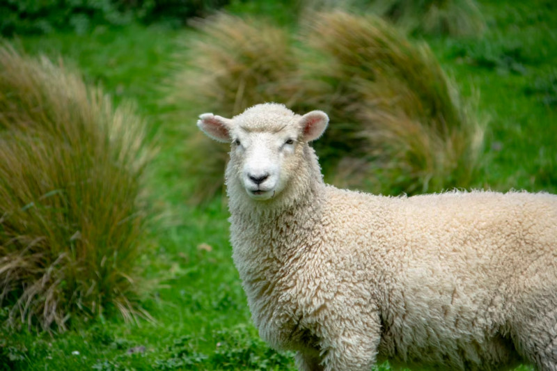 Tonte des moutons, Animations Saint-Michel-Chef-Chef, Patu'retz