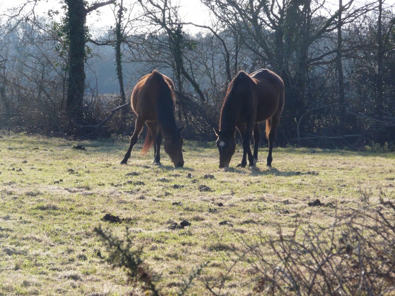 ST MICHEL PAR LES CHEMINS, LES CHEVAUX