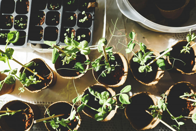 plantes en fêtes la plaine sur mer jardinage potager