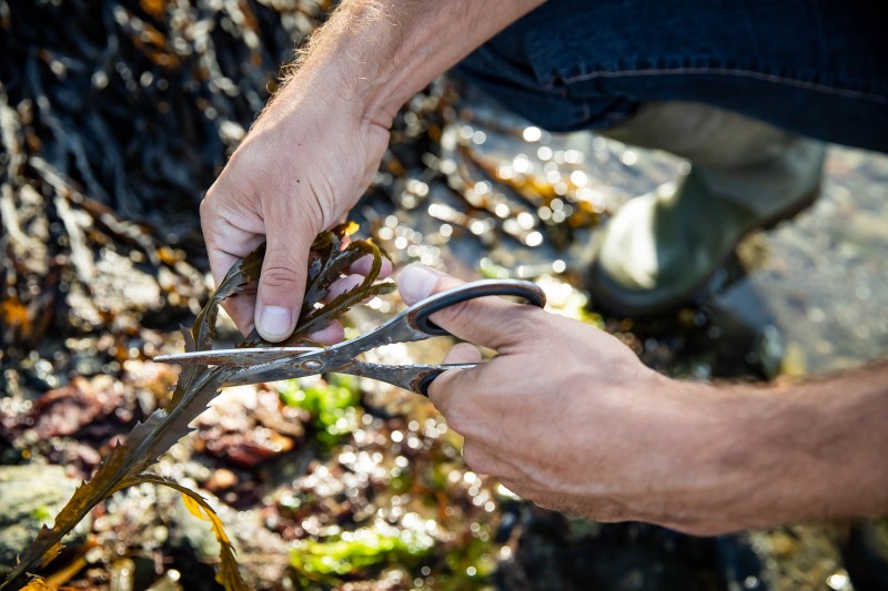 ECHOS NATURE, terre nature, guide faune flore, algues saveurs marines, DESTINATION PORNIC