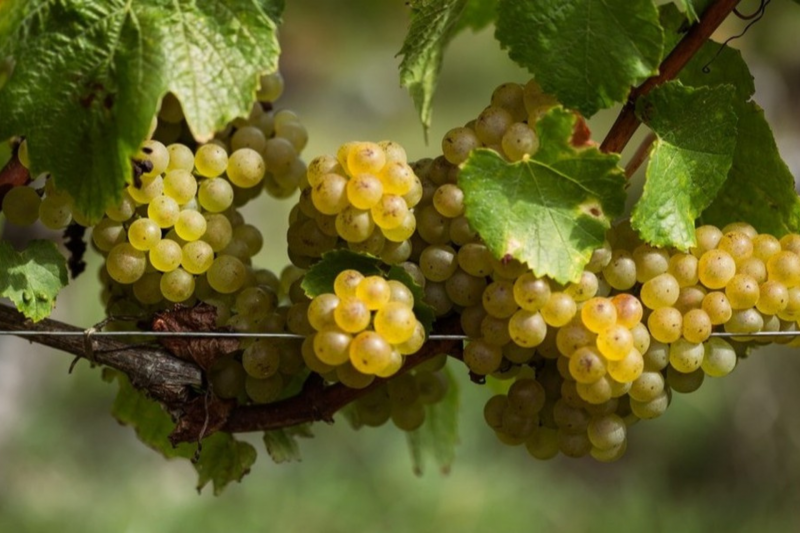 Portes ouvertes Domaine des Sylphes Les Moutiers en Retz