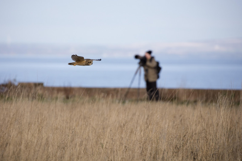 Sortie au crépuscule à la recherche du Hibou des marais