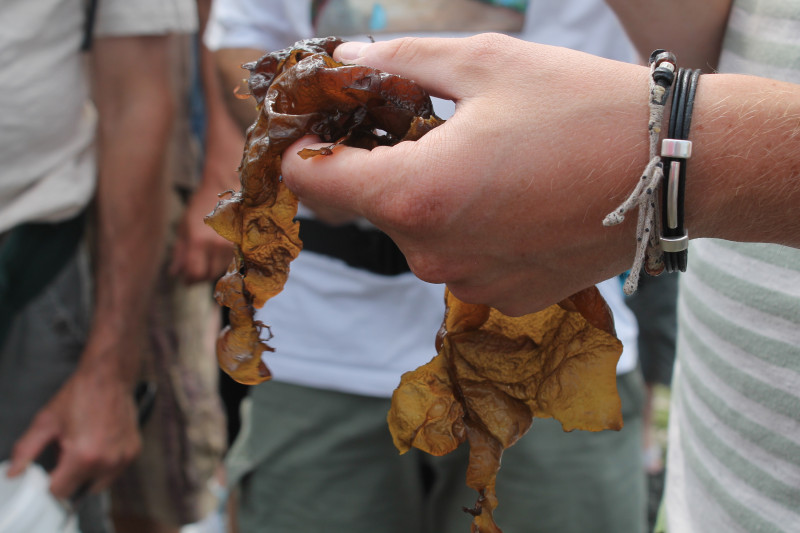 Sortie nature : Les algues, nouvelles saveurs marines