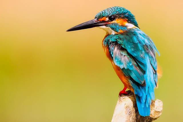 Sortie nature dans le marais - Les oiseaux des marais