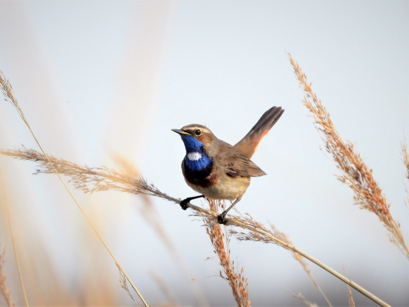 Sortie nature : En compagnie des Gorgebleues