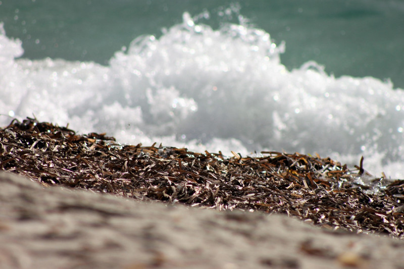 Sortie nature : la laisse de mer, sur la plage, abandonnée...