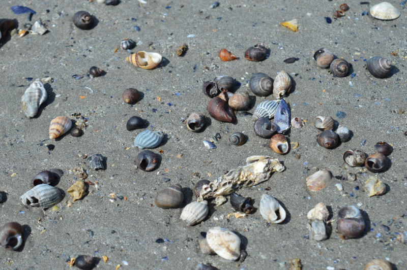 Sortie nature - Le Monde de la Plage