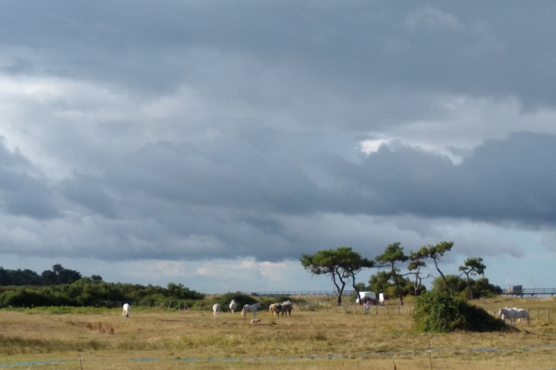 Sortie nature : marais de Lyarne, oiseaux et laisse de mer