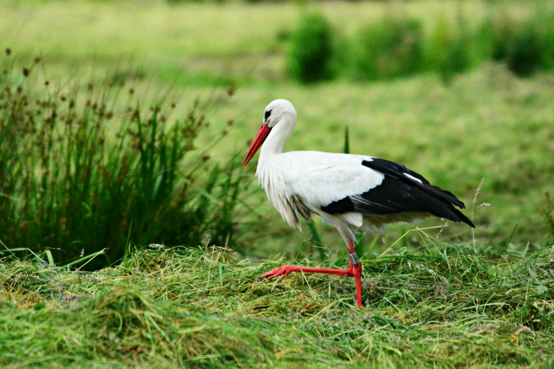 Sortie nature: Oh les cigognes ! pornic