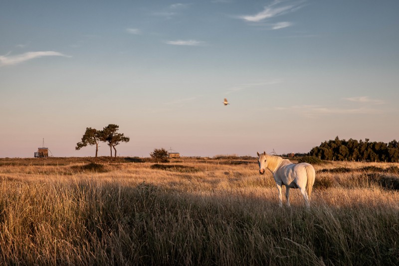 Sortie Nature : un soir dans les marais