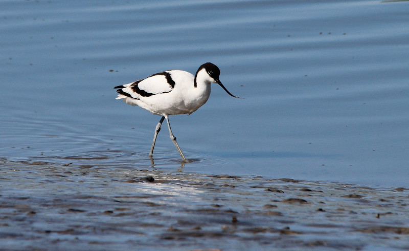 Stage sur les oiseaux hivernants