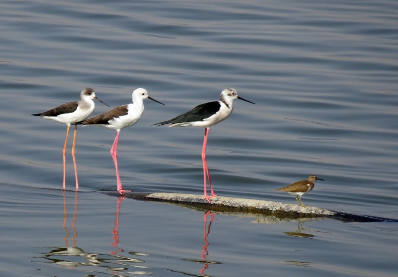 Stage sur les oiseaux hivernants
