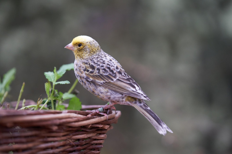 Stage vannerie - de l'eau pour les oiseaux