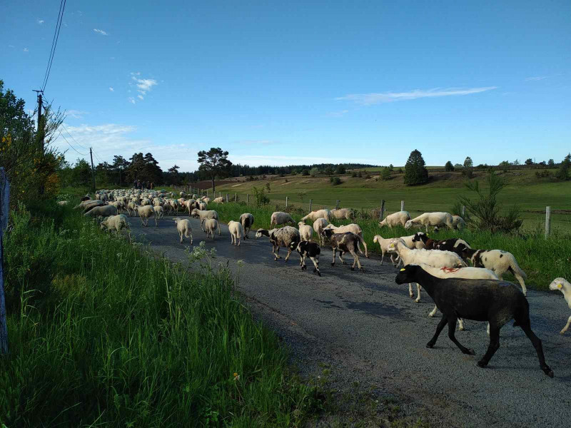 Transhumanz mit Patu'retz Schafe gohaud Hilfe saint michel chef chef destination pornic