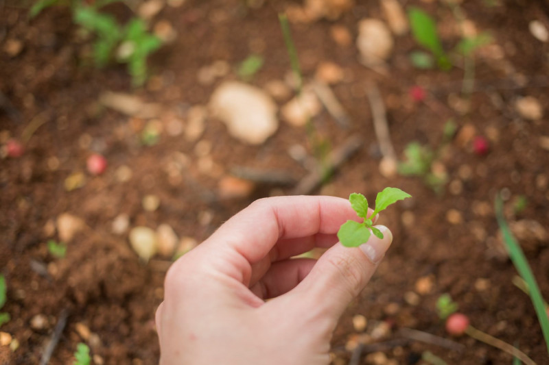 troc plantes la plaine sur mer jardinage potager