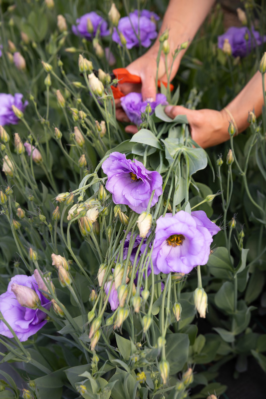Visite de la ferme florale Les Fleurs de la Fontaine 
