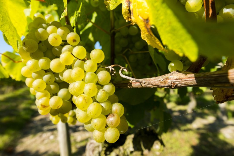 pornic vigne vignoble viticulteur vigneron visite groupe les moutiers ste pazanne 