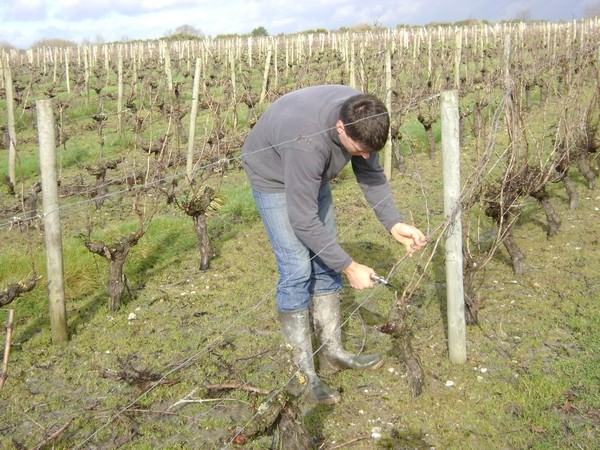 pornic vignoble vigne exploitation domaine sillon cotier vin moutiers en retz cepage