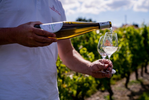 Visite du domaine viticole Le Moulin de la Touche