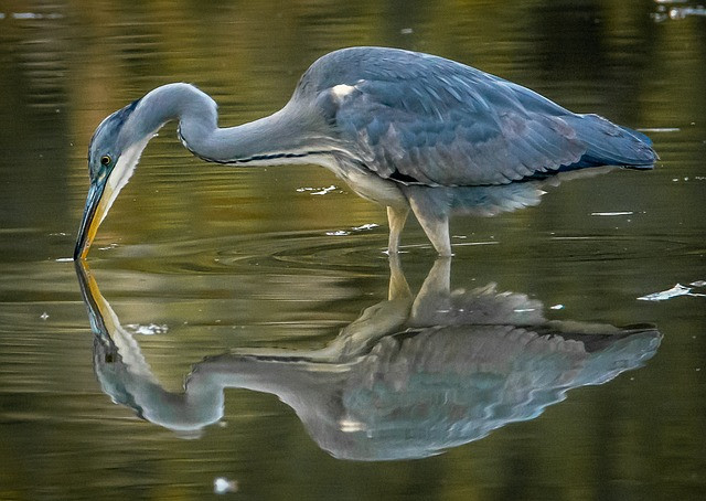 Visite et observation nature dans le Marais Breton