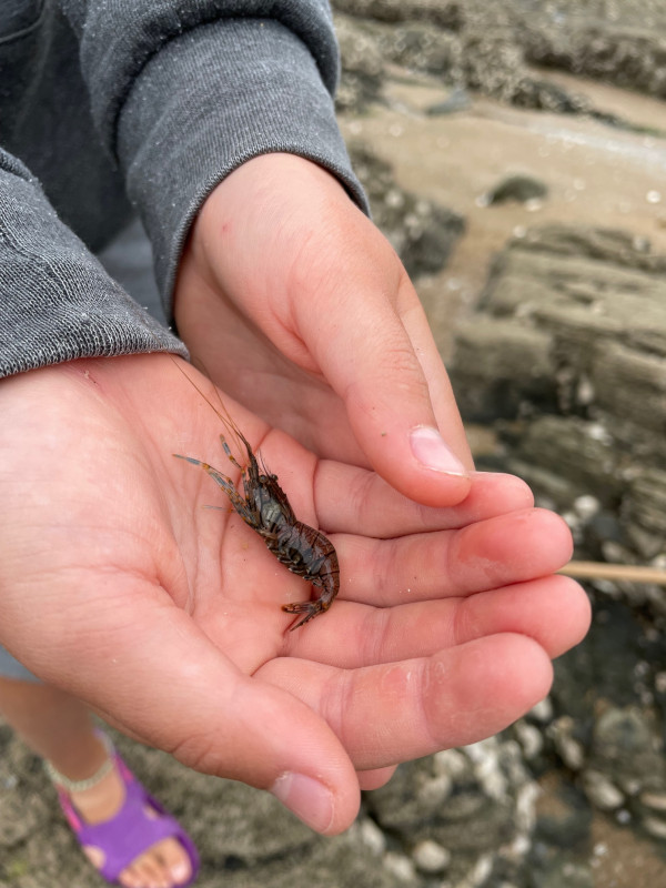 Visite explore la plage à marée basse, visite enfants, visite pêche à pied