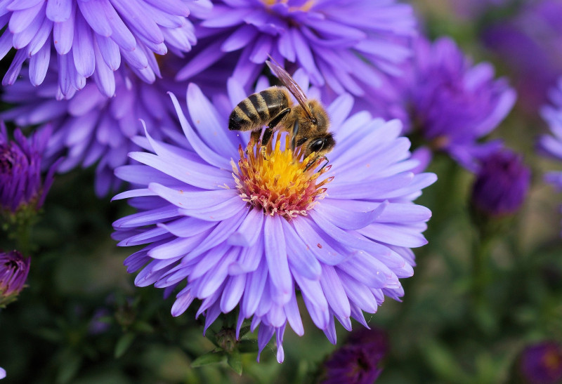 sortie nature abeille chauvé